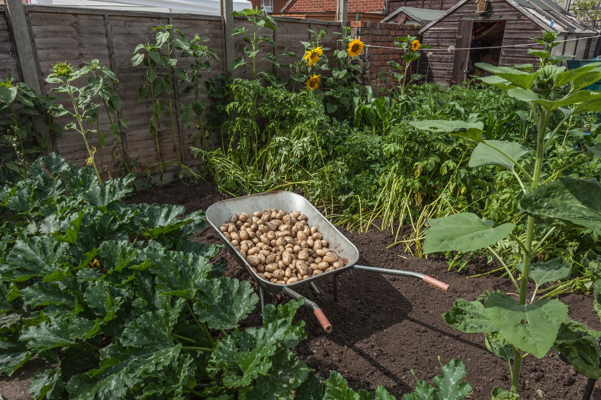 A wheelbarrow filled with freshly harvested potatoes in a backyard.