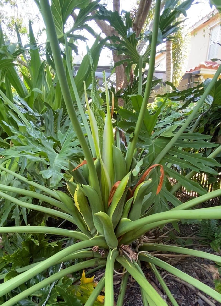 🌿 Your Lifetime Leafy Friend: The Complete Guide to Split Leaf Philodendron Selloum (Thaumatophyllum bipinnatifidum)