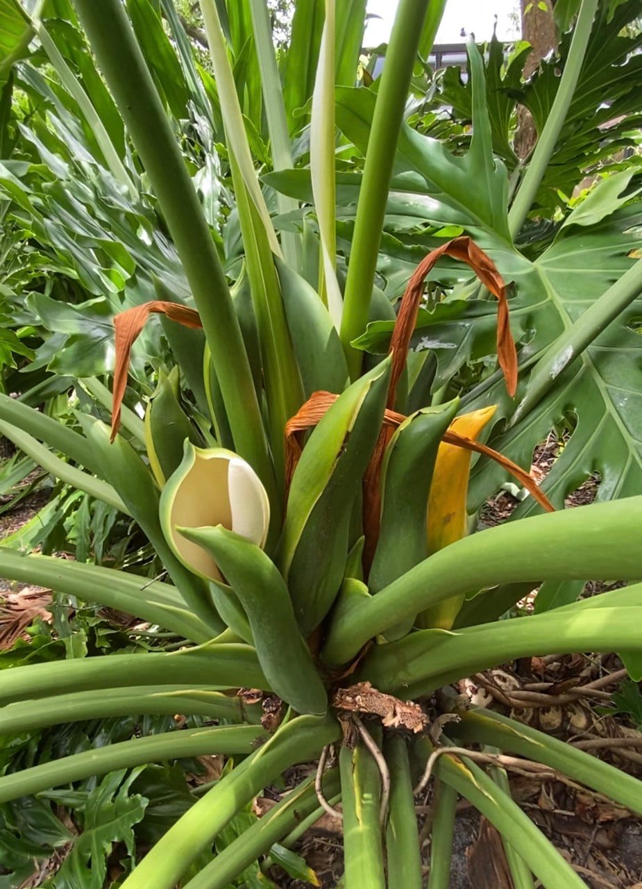 🌿 Your Lifetime Leafy Friend: The Complete Guide to Split Leaf Philodendron Selloum (Thaumatophyllum bipinnatifidum)