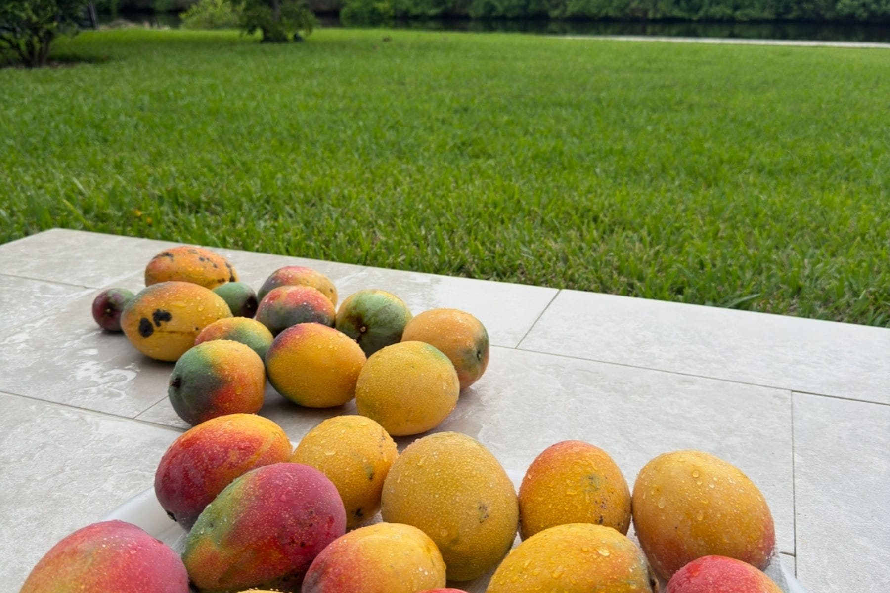 Freshly harvested backyard mangoes from Anna’s two mango trees in Naples, Florida, displayed on a patio with wet skins after washing