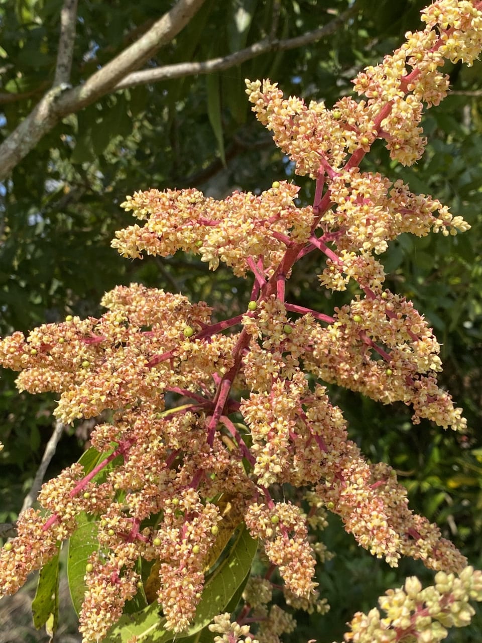 Close-up of a blooming mango flower panicle with pinkish-red stems and clusters of small cream-colored flowers