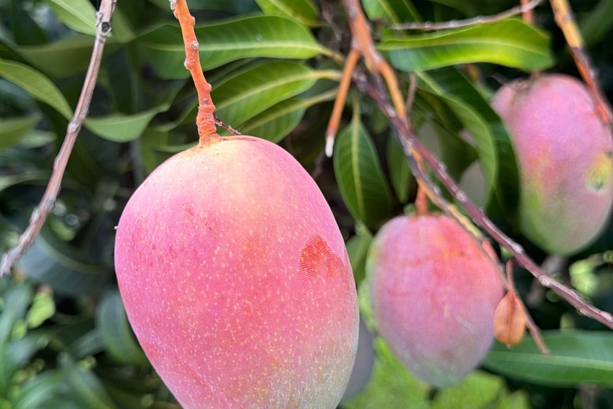 Premium pink-red mango hanging on the tree, grown without chemicals in Boynton Beach, Florida