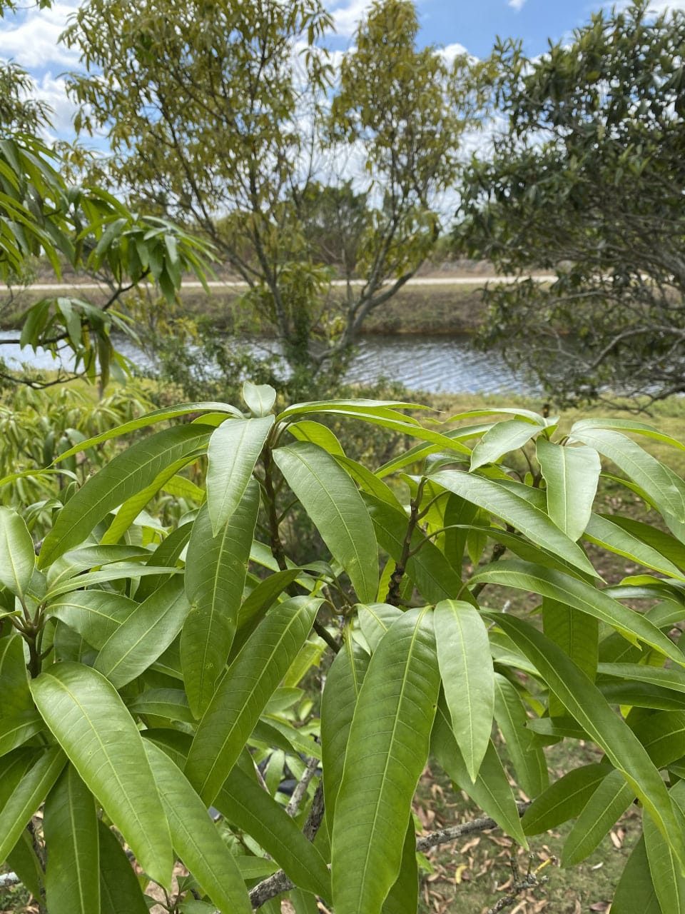 Close-up of fresh green no spray mango tree leaves with a Florida canal and trees in the background.
