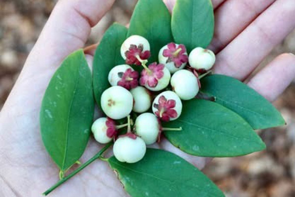 Katuk: The Sweet Leaf Supergreen for Your Florida Food Forest