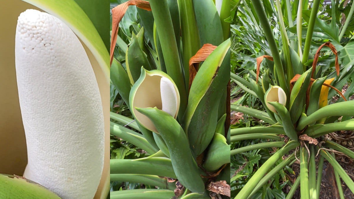 🌿 Your Lifetime Leafy Friend: The Complete Guide to Split Leaf Philodendron Selloum (Thaumatophyllum bipinnatifidum)