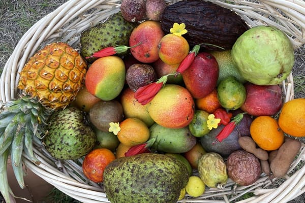 Beautiful harvest of Florida tropical fruit like soursp, pineapple, passon fruit, cacao, mango and citrus.