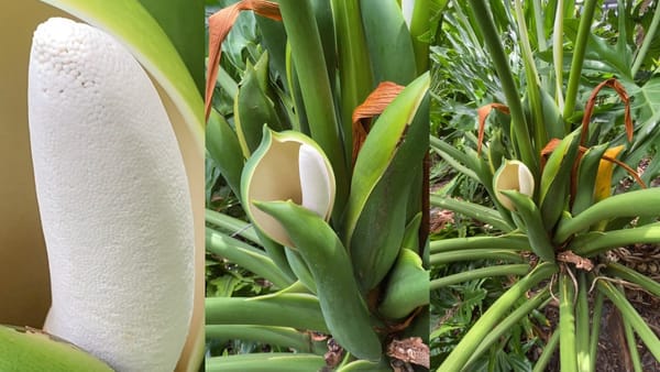 Split Leaf Philodendron Showing Off Its Fancy White Spadix Cape