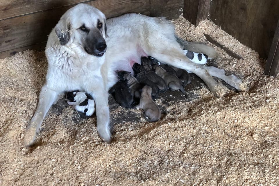 Anatolian Shepher Mother and Puppies. Image Credit: P&J Floros Farms