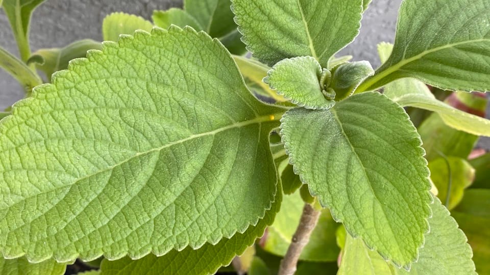Blue Spur Flower Toilet Paper Plant (Plectranthus barbatus)