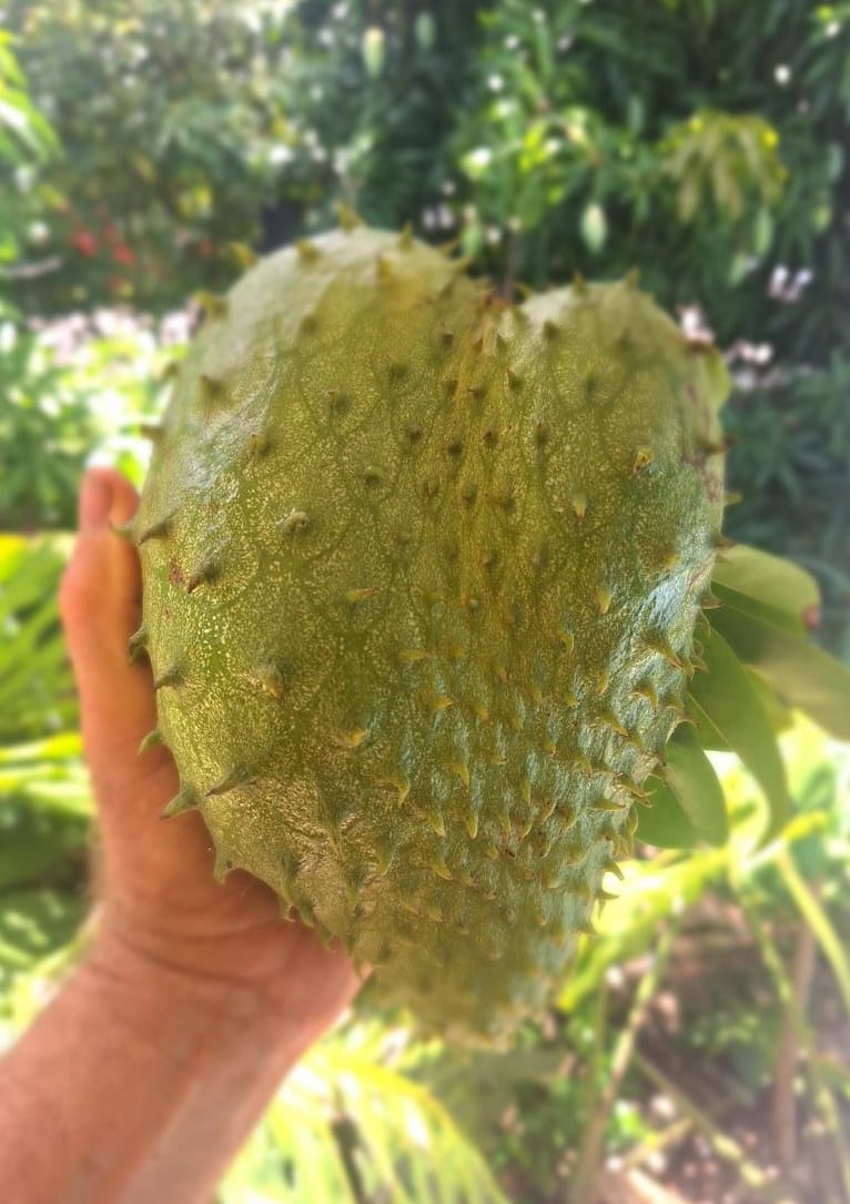 Soursop is The Most Underrated Income Plant for Homesteaders in Florida