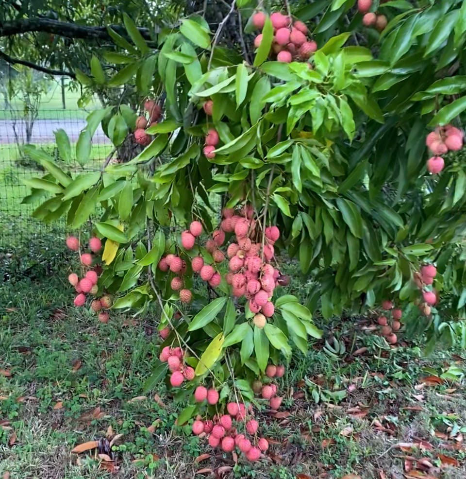 Ripe lychees hanging from a Florida backyard tree ready for harvest